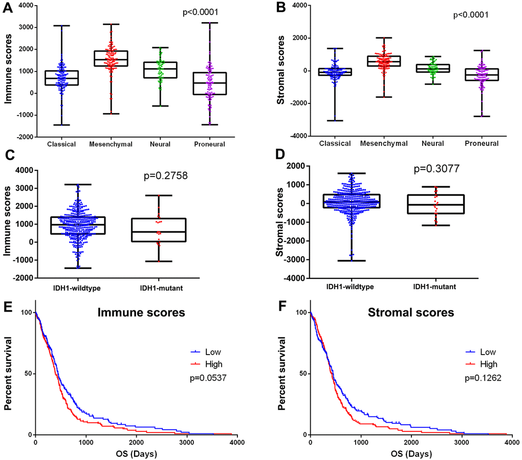 Immune scores and stromal scores are associated with GBM subtypes and their overall survival. (A) Distribution of immune scores of GBM subtypes. Box-plot shows that there is significant association between GBM subtypes and the level of immune scores (n=417, pB) Distribution of stromal scores of GBM subtypes. Box-plot shows that there is significant association between GBM subtypes and the level of stromal scores (n=417, pC) Distribution of immune scores for IDH1 mutant and IDH1 wildtype GBM cases. Box-plot shows that there is no significant association between IDH1 mutation status and immune scores (n=417, p=0.2758). (D) Distribution of stromal scores for IDH1 mutant and IDH1 wildtype GBM cases. Box-plot shows that there is no significant association between GBM subtypes and the level of stromal scores (n=417, p=0.3077). (E) GBM cases were divided into two groups based on their immune scores: the top half of 209 cases with higher immune scores and the bottom half of 208 cases with lower immune scores. As shown in the Kaplan-Meier survival curve, median survival of the low score group is longer than high score group (442 days vs. 394 days), as indicated by the log-rank test, p value is 0.0537. (F) Similarly, GBM cases were divided into two groups based on their stromal scores: the top half of 209 cases and the bottom half of 208 cases. The median survival of the low score group is longer than the high score group (442 days vs. 422 days), however, it is not statistically different as indicated by the log-rank test p= 0.1262.