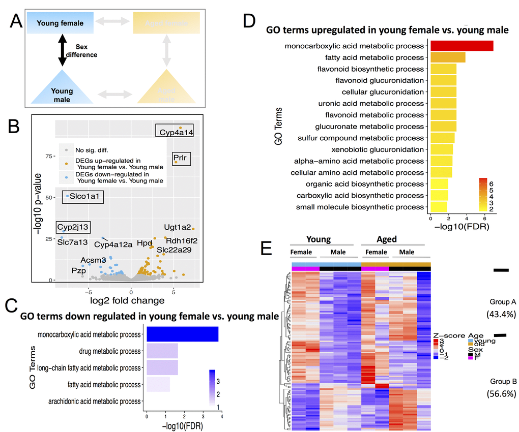 Differentially expressed genes (DEGs) and pathways in young female vs. young male. (A) Comparisons made included age with female and male-centric views. (B) Volcano plot showing up-regulated (mustard) and down-regulated (blue) DEGs, and those not significant (grey). Text boxes highlight individual genes discussed in results section. (C) Gene ontology (GO) terms significantly enriched in genes up-regulated in young female vs. young male mice. (D) GO terms significantly enriched in genes down-regulated in young female vs. young male mice. (E) Expression pattern of young female vs. young male DEGs across all age and sex conditions. Group A genes (43.4% of all DEGs) are decreased with age; Group B genes (56.6%) either persisted or increased with age.