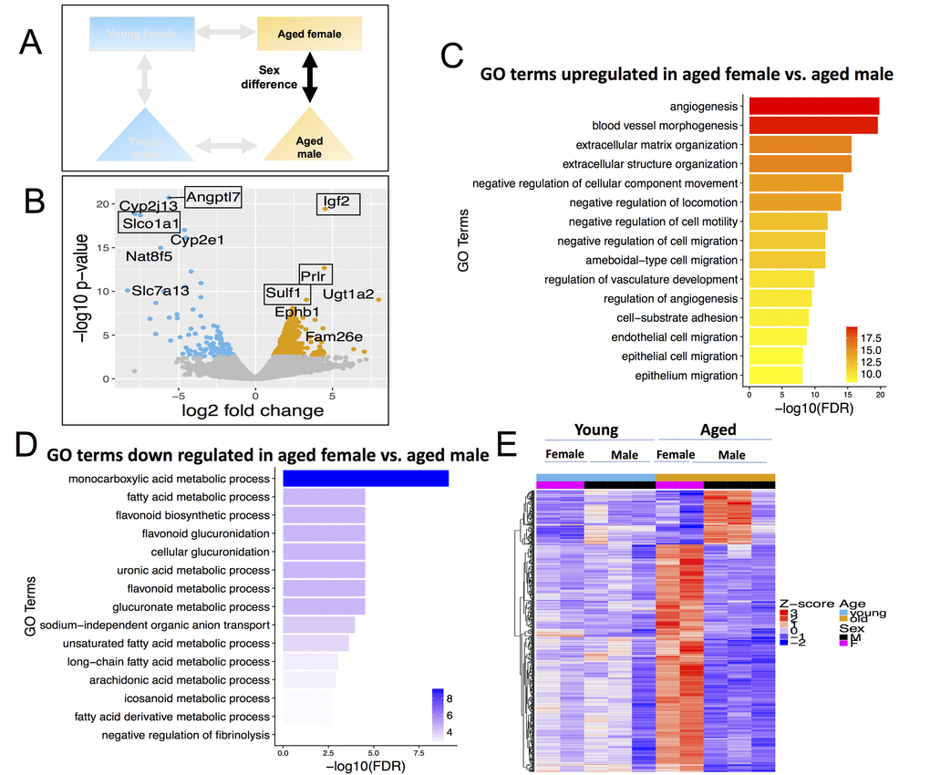 Differentially expressed genes (DEGs) and pathways in aged female vs. aged male. (A) Comparisons made included sexes between same aged groups. (B) Volcano plot of differentially expressed genes; (C) Gene ontology terms significantly enriched in genes up-regulated in aged female vs. aged male. (D) Gene ontology terms significantly enriched in genes down-regulated in aged female vs. aged male. (E) Expression pattern of aged female vs. aged male differential genes across all age and sex conditions.