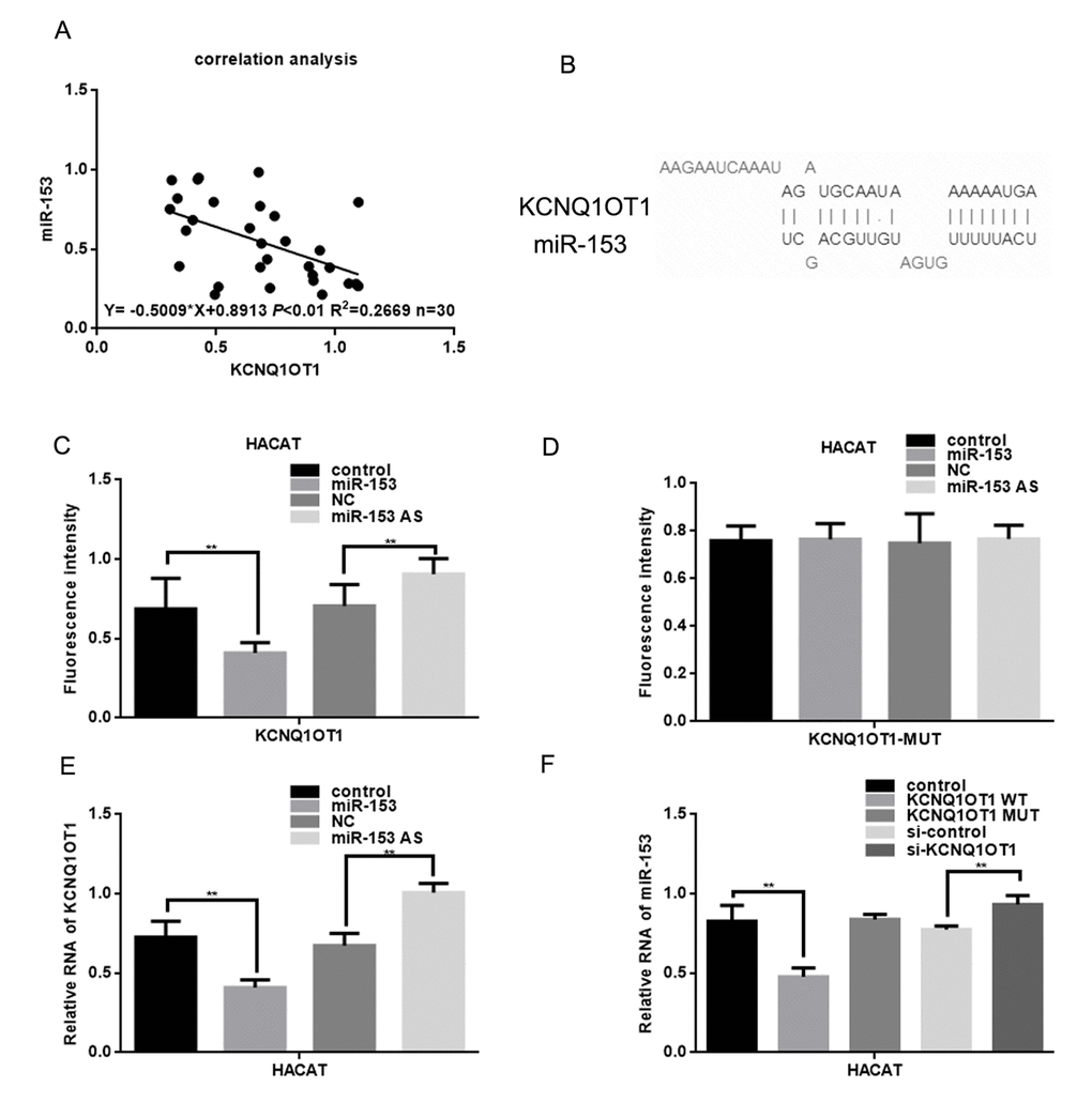 KCNQ1OT1 is a target of miR-153. (A) Correlation between miR-153 expression and KCNQ1OT1. (B) Prediction that KCNQ1OT1 can specifically bind to the miR-153 by LNCBASE. (C, D) Fluorescence intensity was measured in HACAT cells co transfected with miR-153 or miR-153 AS and KCNQ1OT1 WT/MUT construct. A GFP vector was used as a control. (E) Relative RNA of KCNQ1OT1 was measured in HACAT cells transfected with miR-153 or miR-153 AS. (F) Relative RNA of miR-153 was measured in HACAT cells transfected with KCNQ1OT1 WT, KCNQ1OT1 MUT or si-KCNQ1OT1.