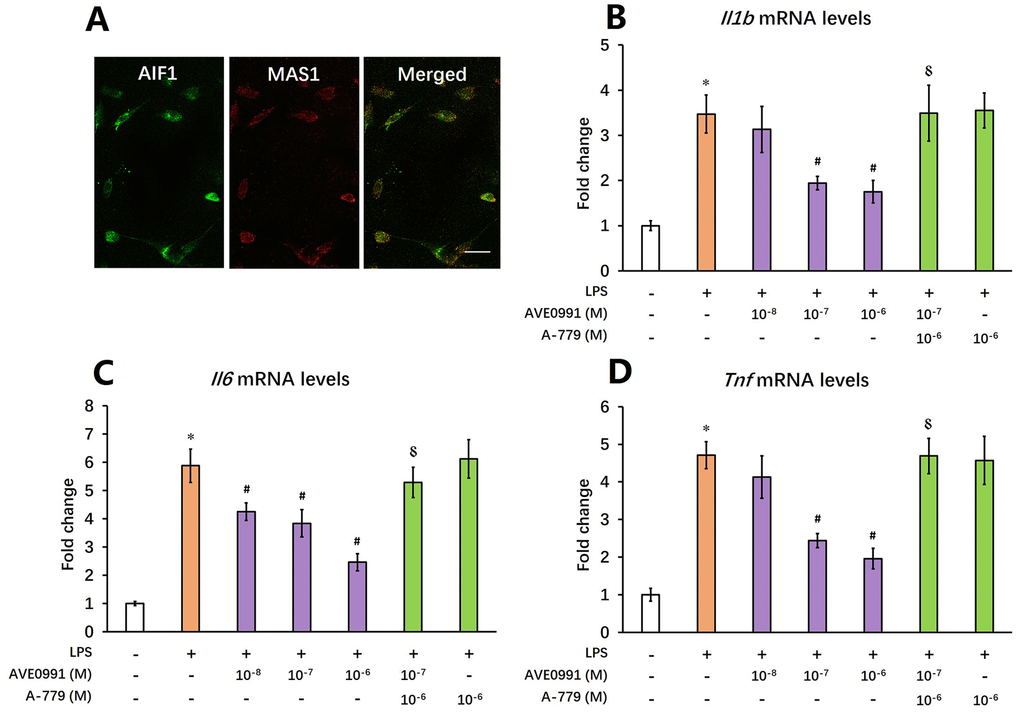 AVE0991 suppresses microglial-mediated inflammatory response through a MAS1 receptor-dependent manner. Primary microglia were directly isolated from the brain of 8-month-old SAMP8 mice. (A) The localization of MAS1 receptor on microglia was confirmed by double immunofluorescence staining. Scale bar=15 μm. Next, microglia were treated for 4 h with 100 ng/ml LPS with or without 4 h pre-incubation with AVE0991 (1×10-8, 1×10-7 or 1×10-6 M) in the presence or absence of A-779 (1×10-6 M) and were harvested and lysed for analysis. (B) The mRNA levels of Il6 were investigated by qRT-PCR. (C) The mRNA levels of Ilb were investigated by qRT-PCR. (D) The mRNA levels of Tnf were investigated by qRT-PCR. In panel B-D,Gapdh was used as an internal control, and data were expressed as a fold change relative to non-treated microglia. All data were analyzed by one-way ANOVA followed by Tukey’s post hoc test. Columns represent mean ± SD (n=4-6). *PPP-7M).
