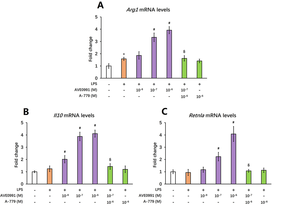 AVE0991 elevates M2 activation makers in primary microglia. Primary microglia were directly isolated from the brain of 8-month-old SAMP8 mice. They were treated for 4 h with 100 ng/ml LPS with or without 4 h pre-incubation with AVE0991 (1×10-8, 1×10-7 or 1×10-6 M) in the presence or absence of A-779 (1×10-6 M) and were harvested and lysed for analysis. (A) The mRNA levels of Arg1 were investigated by qRT-PCR. (B) The mRNA levels of Il10 were investigated by qRT-PCR. (C) The mRNA levels of Retnla were investigated by qRT-PCR. Gapdh was used as an internal control, and data were expressed as a fold change relative to non-treated microglia. All data were analyzed by one-way ANOVA followed by Tukey’s post hoc test. Columns represent mean ± SD (n=4-6). *PPP-7M).