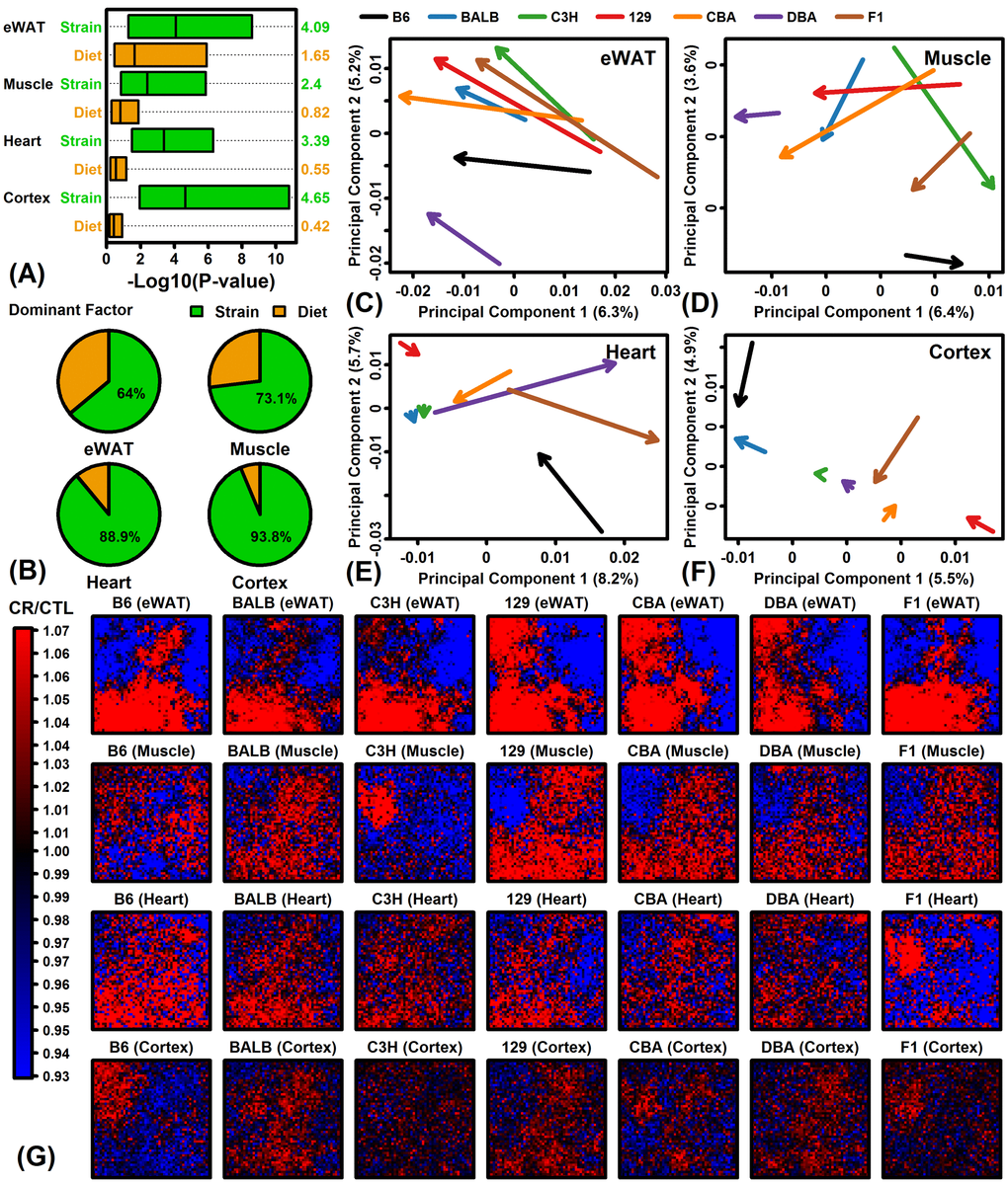 Global transcriptome responses to CR in 4 tissues (eWAT, muscle, heart, cortex) and 7 mouse strains (B6, BALB/c, C3H, 129, CBA, DBA, F1). (A) Relative importance of strain and diet as factors explaining gene expression variation. Linear models were fit with and without diet and strain as explanatory factors. Factor importance (diet or strain) was evaluated based upon –log10-transformed p-values (Log10P) from likelihood ratio tests applied to each gene (horizontal axis). Bars span the middle 50% of Log10P values among genes (right margin: median Log10P). (B) Percentage of genes with strain or diet as dominant explanatory factor. For each gene, the factor yielding the largest Log10P was considered dominant. (C – F) Principal component (PC) response vectors. Arrows begin at the bivariate mean of CTL samples and end at the bivariate mean of CR samples. (G) Self-organizing maps (SOMs). An SOM layout was determined based upon the expression of 13129 genes with detectable expression in all 4 tissues. Heatmaps show the average FC (CR/CTL) for genes assigned to each SOM region.