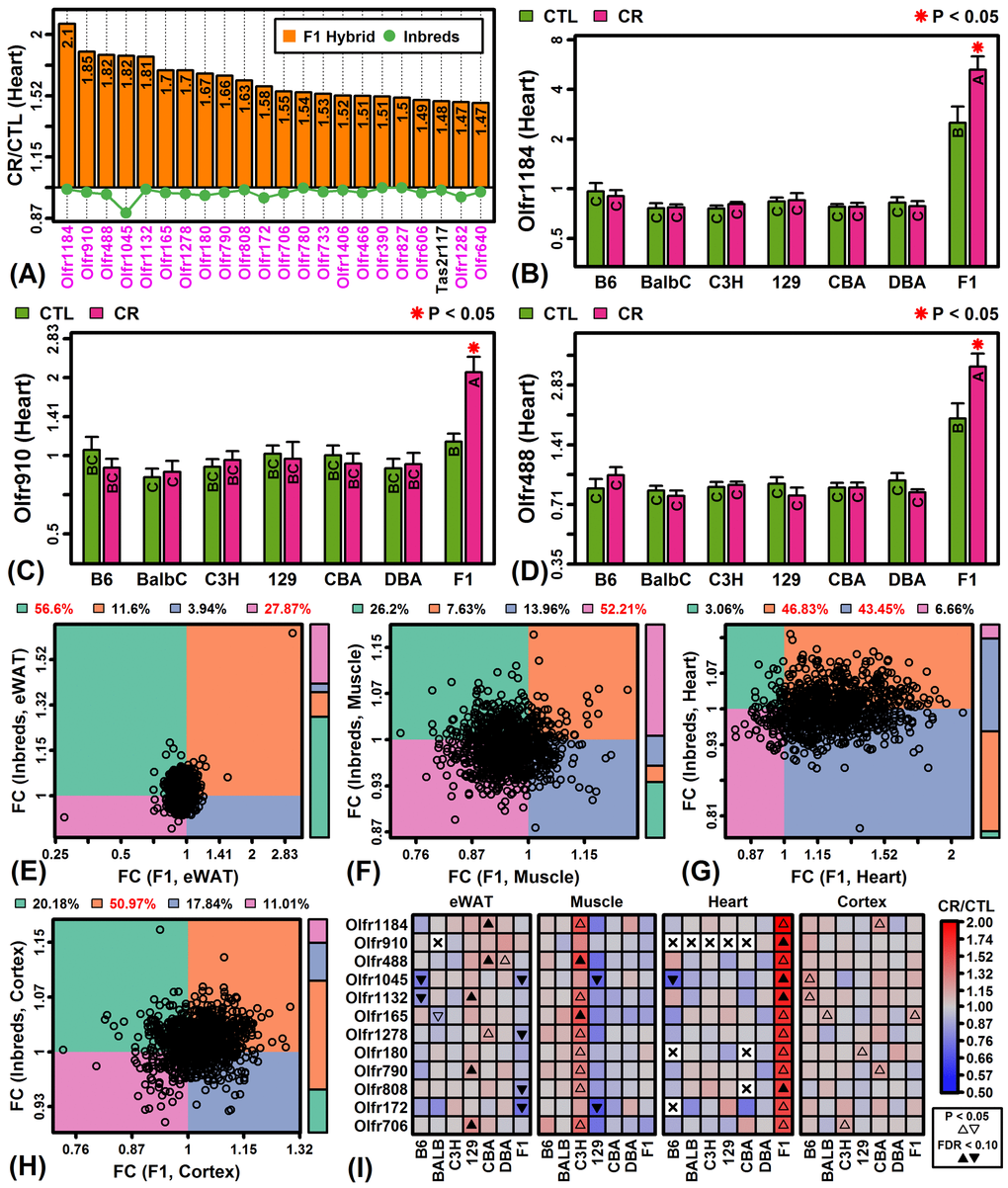 CR specifically increases expression of olfactory receptor genes in F1 mouse heart tissue. (A) Top-ranked genes most specifically increased by CR in heart tissue of F1 mice. Olfactory receptor genes are shown in magenta font (lower margin). The listed genes were significantly elevated in F1 heart tissue (FDR  1.50) with significant strain-by-diet interaction effect (F1 mice vs. other strains; FDR B, C, D) Olfactory receptors 1184, 910 and 488 (Olfr1184, Olfr910, Olfr488). Asterisks indicate that the CR treatment differs significantly from the CTL treatment for a given strain (P E, F, G, H) Olfactory receptor FC scatterplot comparison (F1 vs. inbred mice). Each point represents FC estimates for one olfactory receptor gene (horizontal axis: F1 mice; vertical axis: average FC of inbred mice). The color bar (right) indicates the proportion of genes within each quadrant. The percentage of genes in each quadrant is indicated in the top margin (red: percentage significantly greater than 25%, P I) Top-ranked 12 olfactory receptor genes specifically expressed in F1 heart tissue.