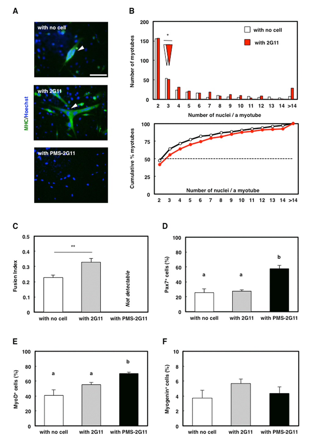 SASP of PMS-2G11 cells abrogated myotube formation. (A) Immunocytochemical analysis of MHC in skeletal muscle primary cells cultured alone or cocultured with 2G11 or PMS-2G11 cells. Arrowhead: MHC+ myotube. Scale bar: 100 μm. (B) Distribution of multinucleated myotubes of differentiated skeletal muscle primary cells cultured alone or cocultured with 2G11 or PMS-2G11 cells. Upper panel: relative numbers of myotubes containing specified numbers of nuclei. White and red arrowheads: median values of the number of nuclei per myotube, cultured alone and cocultured with 2G11 cells, respectively. Lower panel: plot showing relative cumulative percentages of myotubes, based on the data shown in the upper panel. Black and red lines: myotubes cultured alone and cocultured with 2G11 cells, respectively. (C) Fusion index of differentiated skeletal muscle primary cells, quantified as the percentage of the number of nuclei in myotubes (>2 myonuclei) relative to the total number of nuclei in a field. Data are expressed as means±SE (n=4); **PD–F) Quantification of Pax7+ cells (D), MyoD+ cells (E), and myogenin+ cells (F) of skeletal muscle primary cells cultured alone or cocultured with 2G11 or PMS-2G11 cells. Data are expressed as means±SE (n=4).