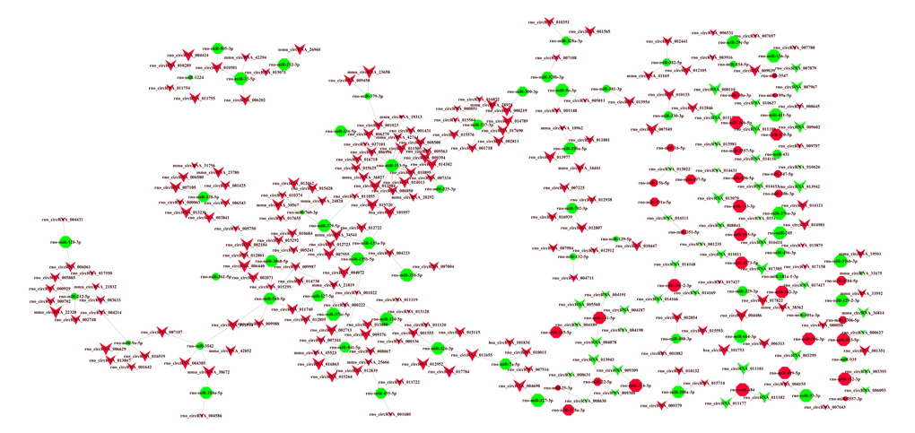 CircRNA-miRNA network analysis. A total of 245 circRNAs and 144 miRNAs containing 279 relationships were selected to generate a network map. The circRNA-miRNA co-expression network was constructed with Cytoscape V3.5.0 software. Within this network, V-shaped nodes represent circRNA and octagon nodes represent miRNA. Red and green represent up- and down-regulation, respectively. Node size represents p-values (larger nodes for more significant p-values).