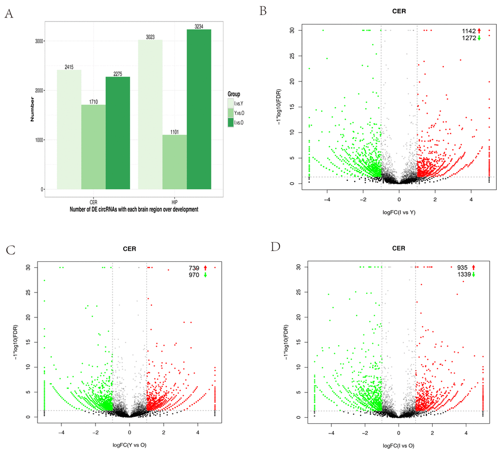 Differential circRNA expression in the cerebellum with aging. (A) Bar plot representation of differentially expressed circRNAs in different age groups. (B–G) Volcano plots showing the dysregulated circRNAs in the cerebellum in different age groups. The log of FC (base 2) is plotted on the x-axis and the negative log of FDR (base 10) is plotted on the y-axis (FC >2 and p 