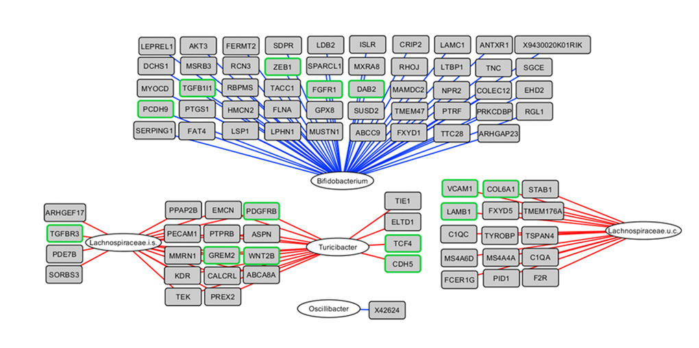 Integrative analysis of colonic microbiota composition and gene expression in the early phase of aging. The 817 up-regulated genes as determined by STEM were correlated with the 50 genera with a relative abundance ≥0.1% in at least 1 sample, including the mice aged 6 and 12 months. Relevance network showing the genera (white circles) and genes (grey rectangles) that were correlated (r0.80). Red lines represent positive correlations, blue lines represent negative correlations. Regarding the negative correlations, only the top 50 strongest negative correlations are shown for visualization purposes. Genes with green frames are involved in EMT and/or ECM-related processes. i.s.=incertae sedis; u.c.: uncultured.