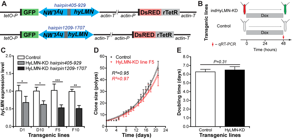 Inducible knock-down of hyLMN does not compromise the growth of Hydra. (A) Two shRNA constructs used for inducible knock-down of hyLMN - indHyLMN-hp405-929 and indHyLMN-hp1209-1707. (B) Transgenic polyps (indHyLMN-KD) and corresponding empty controls were incubated in 10 μM doxycycline (Dox) for 48 h prior to evaluation of the hyLMN knock-down efficiency by qRT-PCR. (C) hyLMN mRNA expression levels in two indHyLMN-KD hairpin405-929 lines (D1: n=4, and D10: n=3, mean±S.D.) and two indHyLMN-KD hairpin1209-1707 lines (F5: n=6, and F10: n=6) and in the respective controls. Asterisks indicate significant changes in expression (Mann-Whitney test); P values: D1 line = 0.039, D10 line = 0.022, F5 line D) Growth curves for the indHyLMN-hp1209-1707 line F5 and control polyps (n=6 replicates, each five polyps on day 0; mean±S.D., linear regression lines with 95% CI corridors and goodness of fit R2). (E) Population doubling time values (mean±95% CI values) for the indHyLMN-hp1209-1707 line F5 and control polyps derived from the plot on D.