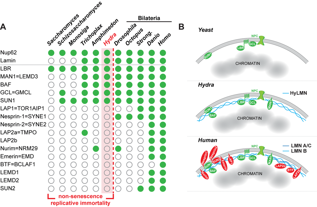 The complexity of the nuclear lamina architecture in Hydra and other pre-bilaterian animals resembles that of the unicellular eukaryotes. (A) Phylogenetic distribution of genes coding for Lamin and lamin-binding proteins (rows) as revealed by a BLAST-screening of genomes (columns) from unicellular and multicellular eukaryotes. Filled green circles indicate genes identified with high confidence, open circles indicate genes not found or identified with low confidence. Raw data including e-values and sequence accession numbers are presented in the Supplementary Dataset 1. Nuclear pore protein Nup62 used as a control demonstrates ubiquitous presence in eukaryotic organisms. The repertoire of genes coding for lamin-binding proteins in Hydra is essentially similar to that of a placozoan Trichoplax, sponge Amphimedon, and the unicellular organisms - Sacchoromyces, Schizosaccharomyces and Monosiga. We suggest that low complexity of the nuclear envelope in these animals enables for their non-senescence and replicative immortality. Members of the Bilateria are characterized by a rich repertoire of lamin-binding proteins and higher complexity of the nuclear envelope. Somatic cells of these animals lose replicative immortality, ultimately leading to a restricted lifespan. (B) A model representing increasing complexity of the nuclear envelope architecture in eukaryotes - from yeast and pre-bilaterian Metazoa, as Hydra, to human. Conserved proteins are in green, lamin-binding proteins that are present only in higher bilaterian animals are highlighted in red.