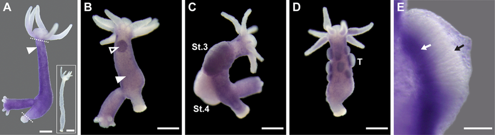 HyLMN is strongly expressed in the proliferating stem cells, but absent from the differentiated cells. (A) Whole-mount in situ hybridization with a DIG-labeled antisense probe specific for hyLMN reveals that the expression of hyLMN mRNA is restricted to the stem cells compartment (marked out by two dashed lines), with highest signal observed in the interstitial cells (arrowhead). Hybridization with a sense probe (inset) gives no signal. (B) In a sexually-induced polyp, hyLMN mRNA is expressed at elevated levels in single interstitial cells (white arrowhead) and clusters of precursor cells (empty arrowhead) typical for early gonad formation. (C) In a female polyp, a strong hyLMN signal is detected in the early gonad on stage 3 of oogenesis (St.3) and absent in later oogenesis stages (St.4). (D-E) In a male polyp, strongest hyLMN expression is observed in the basis of testes (T on D; white arrow on E), where mitotically dividing precursor cells are located. In the apical zone of the testis no signal can be detected (black arrow on E), indicating an absence of the hyLMN transcript in post-meiotic cells. Scale bar: 300 μm (A-D), 50 μm (E).