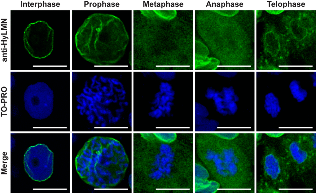 HyLMN displays a dynamic distribution in the nucleus through the cell cycle. A series of images from ectodermal epithelial cells at different phases of the mitotic cell cycle. In an interphase nucleus, HyLMN forms a thin rim around the chromatin - the lamina. In the prophase, with the onset of chromosome condensation, fragmentation of the nuclear lamina starts. In the metaphase and anaphase, when chromosomes are completely condensed, form a metaphase plate and are separated in two sets, HyLMN is redistributed to the cytoplasmic pool. In the telophase two separated sets of chromosomes are enclosed within new forming envelopes. From a homogeneous cytoplasmic pool HyLMN aggregates to form laminas of the daughter cells. Immunodetection of Lamin (anti-HyLMN, green), DNA (TO-PRO, blue), and merged image. Scale bar: 10 μm.