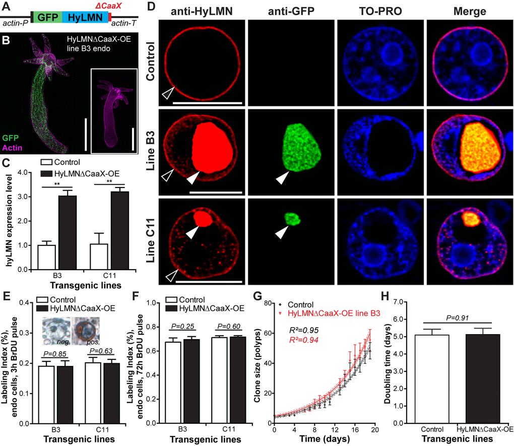 Overexpression of HyLMN lacking CaaX-box does not affect stem cell activity. (A) Construct used for overexpression of the truncated HyLMN (HyLMNΔCaaX) fused to GFP. C-terminal CaaX-motif (red) is deleted. (B) A representative polyp from a line B3 overexpressing HyLMNΔCaaX-GFP fusion protein in all endodermal cells, stained with anti-GFP antibodies (GFP, green) and Phalloidin (Actin, magenta). Inset - empty control polyp. Scale bar: 500 μm. (C) hyLMN mRNA expression levels in two HyLMNΔCaaX-OE lines (B3 and C11) and respective controls, analyzed by qRT-PCR (B3 n=3, C1 n=4; mean±S.D.). Asterisks indicate significant changes in expression levels (Mann-Whitney test); P values: B3 line = 0.001, C11 line = 0.003. (D) Aggregation of the HyLMNΔCaaX protein in the nucleoplasm of transgenic epithelial cells (white arrowhead), as evidenced by immunostaining with anti-HyLMN (red) and anti-GFP (green) antibodies. Chromatin (TO-PRO staining, blue) is displaced to the nuclei periphery. Endogenous HyLMN protein forms nuclear lamina in both, control and transgenic cells (empty arrowhead). Scale bar: 10 μm. (E) BrdU-labeling index of endodermal epithelial cells in the HyLMNΔCaaX-OE (B3 and C11 lines) and control polyps after 3 h exposure to BrdU (B3 n=10, C11 n=13, 494.2±99.65 cells per replicate, mean±S.D.). Inset: Transgenic cells are able to incorporate BrDU in spite of HyLMNΔCaaX aggregation. BrDU-positive (pos.) and BrDU-negative (neg.) nuclei of transgenic cells. (F) BrdU-labeling index of endodermal epithelial cells in the HyLMNΔCaaX-OE (B3 and C11 lines) and control polyps after 72 h exposure to BrdU (B3 n=10, C11 n=10, 470.7±29.9 cells per replicate, mean±S.D.). (G) Growth curves for HyLMNΔCaaX-OE line B3 and control polyps (n=6 replicates, each five polyps on day 0; mean±S.D., linear regression lines with 95% CI corridors and goodness of fit R2). (H) Population doubling time (mean±95% CI) for HyLMNΔCaaX-OE line B3 and control polyps derived from the plot on G.