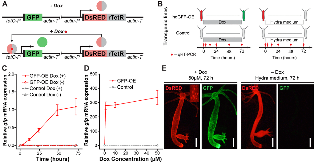 Development and validation of the inducible gene expression system. (A) Construct design and function principle of the inducible gene expression system. The gene of interest (GFP) is cloned under the control of a tetracycline-sensitive promotor (tetO-P, see Methods). Constitutive ubiquitous actin promotor (actin-P) drives expression of a tetracycline-responsive transcriptional transactivator (rTetR) fused to DsRED fluorescent protein. In the absence of doxycycline (-Dox, top), the protein is not able to bind to DNA. In the presence of doxycycline (+Dox, bottom) DsRED-rTetR fusion protein binds the tetO-P and activates expression of GFP. (B) Experimental setup for validation of the inducible system by qRT-PCR. Transgenic polyps containing the inducible construct (indGFP-OE) and corresponding empty controls were incubated in 10 μM doxycycline solution (Dox) or Hydra medium. Samples were taken at indicated time points for expression analysis by qRT-PCR. (C) Evaluation of the gfp expression level by qRT-PCR reveals time-dependent response of the transgenic indGFP-OE polyps to Dox treatment (n=3 for each time point, mean±S.E.M.). (D) Evaluation of the gfp expression level by qRT-PCR reveals efficient induction after 72 h treatment with Dox concentrations from 1 to 50 μM (n=3 for each point, mean±S.E.M.). (E) Life imaging of representative polyps of the indGFP-OE line treated for 72 h with doxycycline (50 μM, +Dox) or with Hydra medium (Dox-). DsRED fluorescence (red) is present in all epithelial cells of the polyps and localized to the nuclei (inset). Only in the presence of doxycycline (+Dox, left) GFP fluorescence (green) is detected. Scale bar: 300 μm.