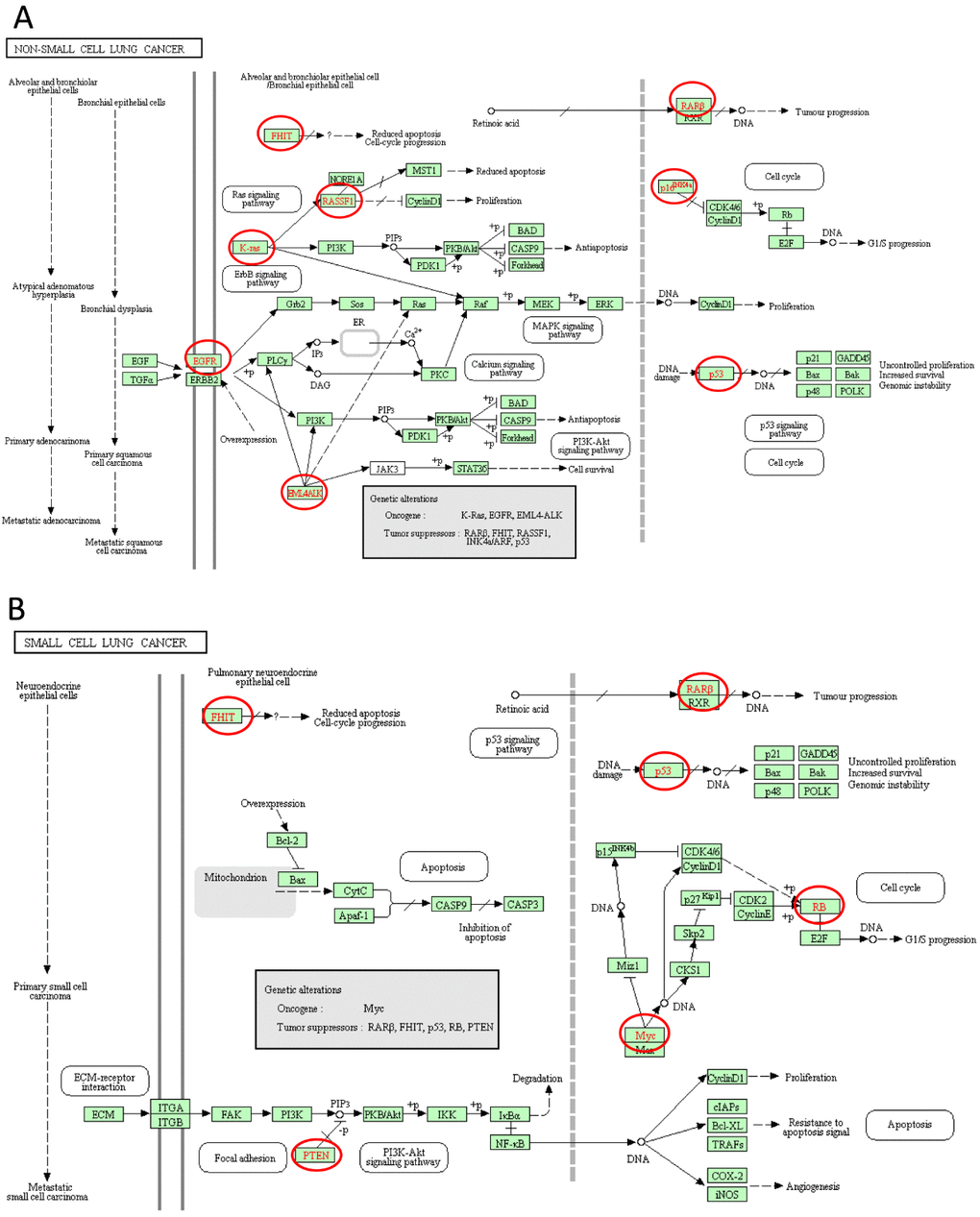 Non-small cell lung cancer and Small cell lung cancer signal pathways regulated by the E2Fs alteration in lung adenocarcinoma (cBioPortal).