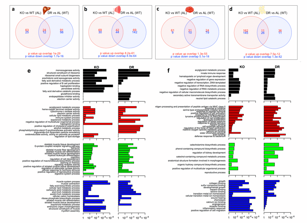 Shared and distinct gene expression profile between KOAL and WTDR mice. Venn diagram of similar and separate expressed genes across (a) liver, (b) skeletal muscle, (c) brain and (d) WAT. Significantly up-regulated genes are shown in red and significantly down-regulated genes are shown in blue. Common genes that are significantly up- or down-regulated are found in overlapping circles. The numbers in the bottom far right denotes the number of genes expressed but not significantly up-regulated (red) or down-regulated (blue). (e) Up-regulated gene ontology (GO) terms in liver (black), skeletal muscle (red), brain (green) and WAT (blue) shared between KOAL and WTDR mice. (f) Down- regulated GO terms in liver, skeletal muscle, brain and WAT shared between KOAL and WTDR mice.