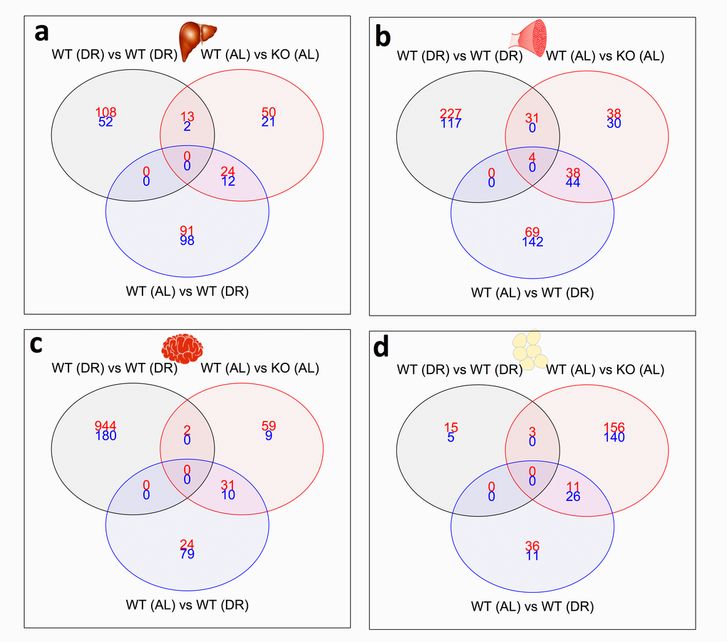 Shared and distinct gene expression profile between KOAL, KODR and WTDR mice. Venn diagram of similar and separate expressed genes across (a) liver, (b) skeletal muscle, (c) WAT and (d) skeletal muscle. Significantly up-regulated genes are shown in red and significantly down-regulated genes are shown in blue. Common genes that are significantly up- or down-regulated are found in overlapping circles. The numbers in the bottom far right denotes the number of genes expressed but not significantly up-regulated (red) or down-regulated (blue).