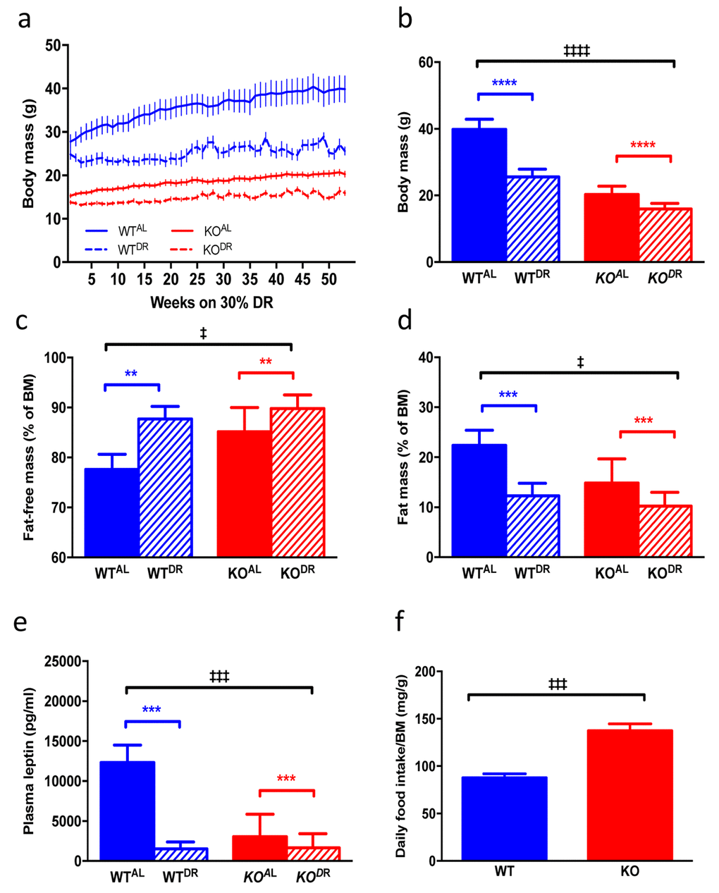 Body mass and adipose physiology of WT and KO mice on AL and DR diets. (a) Raw body mass measurements of WTAL, WTDR, KOAL, KODR for 52 weeks once DR mice reached 30% DR. (b) Body mass of mice at final time point of 52 weeks. (c) Fat-free mass (% of body mass) of mice at 12 months of DR. (d) Fat mass (% of body mass) of mice at 12 months of DR. (e) Plasma leptin levels in mice at 12 months of DR. (f) Daily food intake (corrected for body mass) of mice fed AL diets. WTAL, n = 8; WTDR, n = 6; KOAL, n = 14; KODR, n = 10. Error bars represent mean ± SEM. * represents significant effect of treatment and ‡ represents significant effect of genotype. **/‡‡ p a blue lines represent WT mice and red lines represent KO mice; solid lines represent mice fed an AL diet and dashed lines represent mice fed a DR diet. For b-e blue bars are WT mice and red bars are KO mice, solid bars represent AL diet and hatched bars represent DR diet.