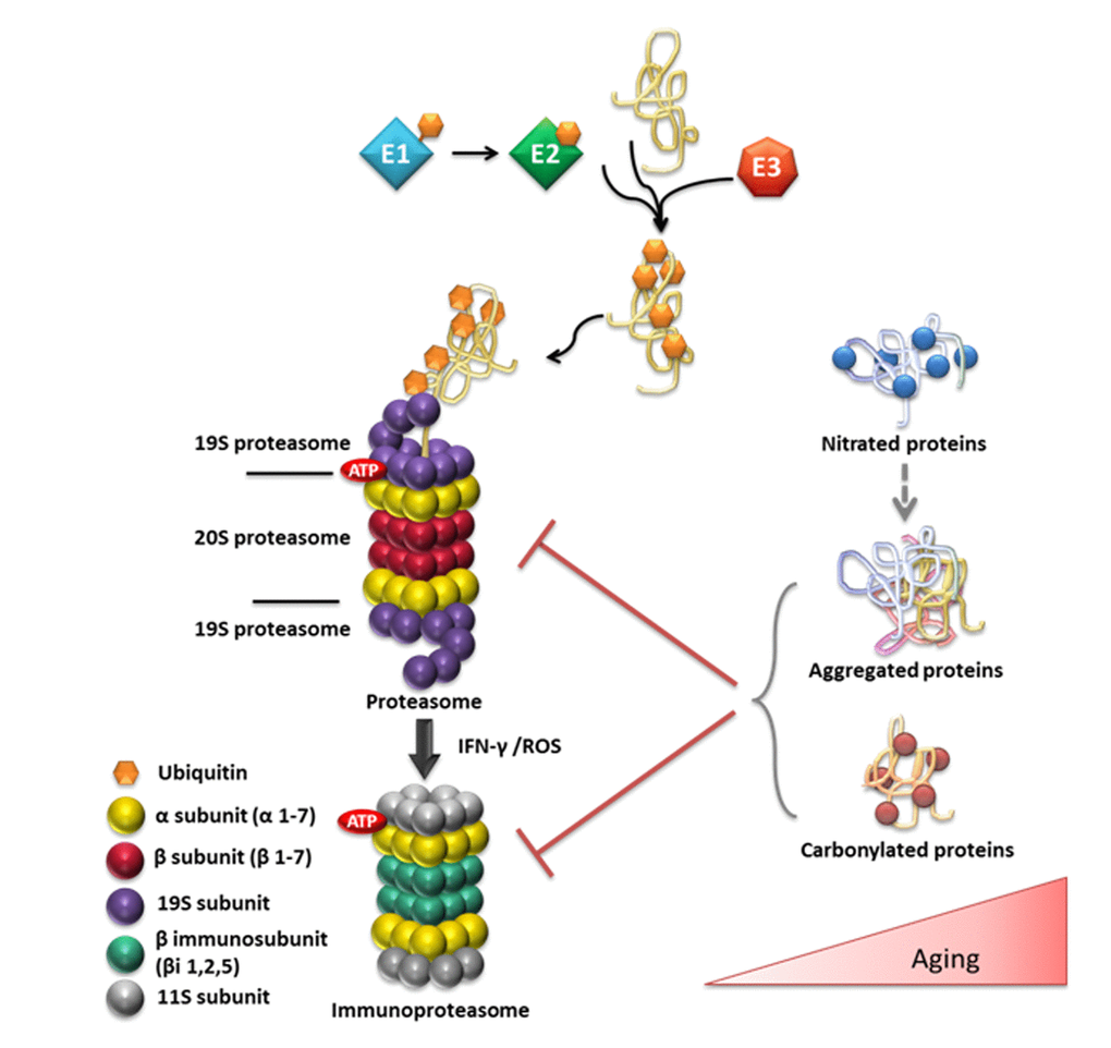 Overview of the ubiquitin (Ub)/proteasome system and its substrates in relation to aging. Ub conjugation is mediated by a series of enzymes. The Ub-activating enzyme E1 transfers Ub to the active site of the E2 Ub-conjugating enzyme and the E3 Ub-ligase ligate Ub to the target protein. The ubiquitinated protein is targeted to the 26S proteasome for degradation. The 26S proteasome consists of the 20S catalytic core and of one or two 19S regulatory particles. The 20S proteasome consists of 28 subunits that are divided to two outer α and two central β rings. The immunoproteasome is induced in response to the immunomodulatory cytokine interferon-gamma (IFN-gamma) or in response to the increased OS that is observed during aging. The age-related elevation of OS also causes oxidative damage to proteins, such as carbonylation. In addition, the excessive •NO production during aging can lead to aberrant S-nitrosylation/tyrosine nitration. Nitrated proteins are prone to aggregation and may contribute to the onset and progression of various neurodegenerative diseases, including AD or PD. The accumulation of aggregated or carbonylated proteins inhibit proteasomal activity contributing the observed proteasomal dysfunction during aging and to the advancement of age-related pathologies.