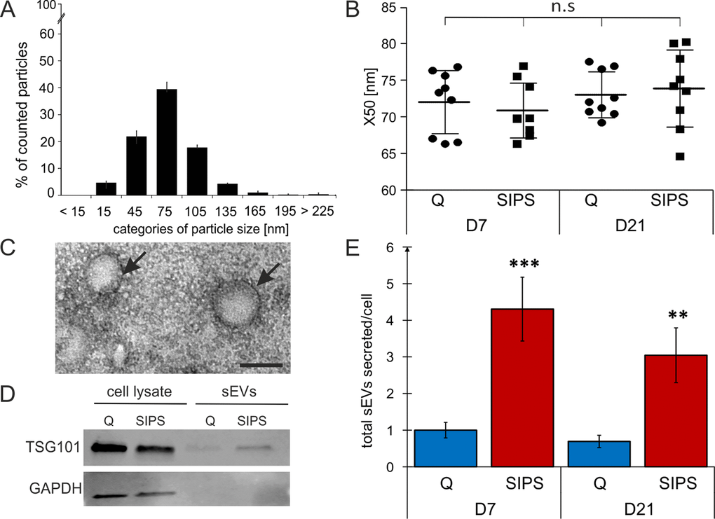 sEVs are members of the senescent-associated secretory phenotype (EV-SASP). (A) NTA reveals a vesicle population below 220 nm. Size distribution of vesicles determined by NTA shows percentage (%) of total counted particles against size presented in categories. (B) Media values (X50) from sEVs range from 65 to 80 nm. X50 values from peak analysis of NTA are indicated +/- SEM. circle: Q, squares: SIPS. Statistical analysis using one-way ANOVA was performed: not significant (n.s) p > 0.05. (C) Representative transmission electron microscopy image of sEVs isolated from HDF. Vesicles are around 100 nm in size and are surrounded by a double lipid membrane (arrows). Scale bar = 100 nm. A representative image of sEVs purified from HDF85 at D7 after the stress treatment is shown. (D) Representative Western blot shows expression of TSG101 (top) and GAPDH (below). Representative Western blot of total cell lysates (left) and sEVs (right lanes) from Q and SIPS HDF of donor HDF85 are shown. Total protein content of total cell lysates and purified sEV was analyzed by BCA assay and equal amounts of protein were loaded onto the gel (20 µg). (E) Senescent cells secrete more sEVs per cell than quiescent controls. Total concentration of tracked particles was normalized to the total cell number used for secretion into conditioned media. Fold changes of total particles secreted per cell, relative to Q control cells from D7, +/- relative SEM, are shown. Statistical analysis was performed using 2-way RM ANOVA tested for condition (p A-B and E) Averages from three biological triplicates (n = 3) and two different time points each SIPS and Q, were measured in technical triplicates (n = 18) +/- relative SEM.