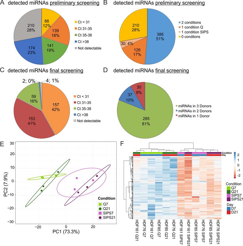 sEV-miRNAs as part of the SASP were identified in a preliminary and final qPCR screening. (A) miRNA profiling of the preliminary screening detects in total 542 (72%) secreted miRNAs. Categorization of Ct-values shows 368 miRNAs with an average signal B) The preliminary screening detects in total 386 miRNAs in both conditions tested. (C) The final qPCR screening detects 369 miRNAs with Ct-values below 38. 375 miRNAs were tested in all conditions and time points. % and number of total miRNAs detected in the screening experiment are shown. Categorization according to Ct-values. MiRNAs with an average Ct-value  38 and not detectable are displayed. (D) The final qPCR screening detects 81% of all screened miRNAs in three donors. Averages from D7 and D21 are presented. 81% (285) of miRNAs were detected in all three donors SIPS and Q. 10% (37) of miRNAs were detected in at least two donors and 9% (30) of miRNAs were detected in one donor. (E) Principal Component analysis of sEV-miRNAs from SIPS and Q control cells from day 7 (D7) and day 21 (D21) after the treatment. The expression matrix shows the clustering of 12 samples and 369 miRNAs. Ellipses indicate a confidence level of 95% that a new observation will fall into it. Illustrated 2D-biplot explains a variance of 73.3% in principal component 1 and 7.9% in principal component 2, respectively. Exploratory analysis was done with ClustVis. Green: Q; Purple: SIPS; light colors and rectangular D7; dark colors and circle D21. (F) sEV-miRNAs are higher secreted from SIPS cells compared to Q controls. Heatmap and hierarchical clustering of 369 sEV-miRNAs after D7 and D21 (n = 12). Unit variance scaling was applied and rows are centered. MiRNAs were clustered according to correlation distance and Ward linkage method. Samples in columns are clustered using Euclidean distance and Ward linkage method. Green: Q; Purple: SIPS; light colors and blue D7; dark colors and red D21. Colors in matrix: red = upregulated, blue = downregulated. (A-B) Magnitude of secreted sEV-miRNAs was assessed in a preliminary screening using Q control and SIPS HDF of one cell strain (HDF76) and from one time point (D21). 752 miRNAs were screened using the qPCR ready to use panels supplied by Exiqon. (C-F) Final screening was performed with customized qPCR panels using three different HDF cell strains (n = 3) each Q and SIPS from two different time points (D7 and D21).