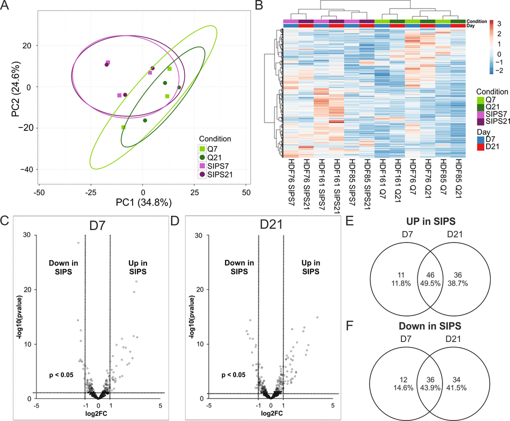 Intracellular miRNA analysis by NGS identifies early and deep senescence specific miRNAs. (A) Principal component analysis of SIPS versus Q HDF. Principal components were calculated using singular value decomposition (SVD) for imputation. Rows were scaled by applying unit variance scaling. Confidence level of 95% is indicated by ellipses assuming that a new observation from the same group will fall into it. Expression matrix of principal component 1 shows a variance of 34.8% and 24.6% in principal component 2. (B) Heatmap and hierarchical clustering of samples and miRNAs of SIPS versus Q human dermal fibroblasts. Clustering was done according to Euclidian distance and Ward linkage method. Samples in columns were clustered using correlation distance and Ward linkage method. (colors in matrix: red = highly transcribed = upregulated, blue = low transcribed = downregulated). (C) Volcano plot of differentially transcribed miRNAs in SIPS cells after seven (left D7) and (D) 21 days (right D21) post stress treatment. Log2FC are plotted on x-axis against their individual -log10 (p-value) on y-axis. Horizontal dotted lines indicate a separation between miRNA differences of a p-value higher or lower than 0.05. Vertical dotted lines separate transcribed miRNAs with log2FC > 1 or log2FC  0.05 are shown in black. (E) Venn diagram shows upregulated miRNAs of senescent cells on D7 and on D21. 46 miRNAs are commonly upregulated at both time points of senescence. (F) Venn diagram shows downregulated miRNAs of senescent cells on D7 and on D21. 36 miRNAs are commonly downregulated at both time points of senescence. (A-D) Analysis was performed using three different HDF cell strains (n = 3) each Q and SIPS from two different time points (D7 and D21). Differential expression analysis and statistics, calculated with Edge, was done with 432 miRNAs with normalized TPM signals > 5 in all conditions in at least 1 donor. (A-B) Each color and symbol represents another annotation defined by data input file. Green: Q; Purple: SIPS; light colors and rectangular D7; dark colors and circle D21.