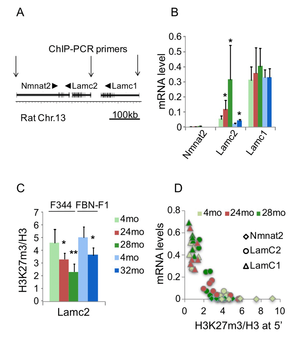 Changes in transcription and H3K27m3 levels at the Lamc1-Lamc2 genomic region. (A) A cartoon showing Nmnt2-Lamc2-Lamc1 genomic region. Arrows indicate position of 5’ PCR primer pairs used in ChIP assay. (B) Nmnat2, Lamc2 and Lamc1 transcript levels in 4, 24, 28 mo F344 and 4, 32 mo FBN-F1 kidneys. (C) ChIP analysis of H3K27m3 levels normalized to H3 at Lamc2 promoter in F344 and FBN-F1 young and old kidneys. Shown are mean values +SD, n=6 per age group, *pD) H3K27m3 levels at the promoters of Nmnat2, Lamc2, and Lamc1 genes are inversely correlated with corresponding transcript levels. ChIP and RT PCR analyses were done in F344 kidney fragments. H3K27m3 data were normalized to H3 levels, and mRNA levels measured by RT PCR were normalized to Gapdh transcript levels. Each data point represents an individual animal. All age groups are shown.