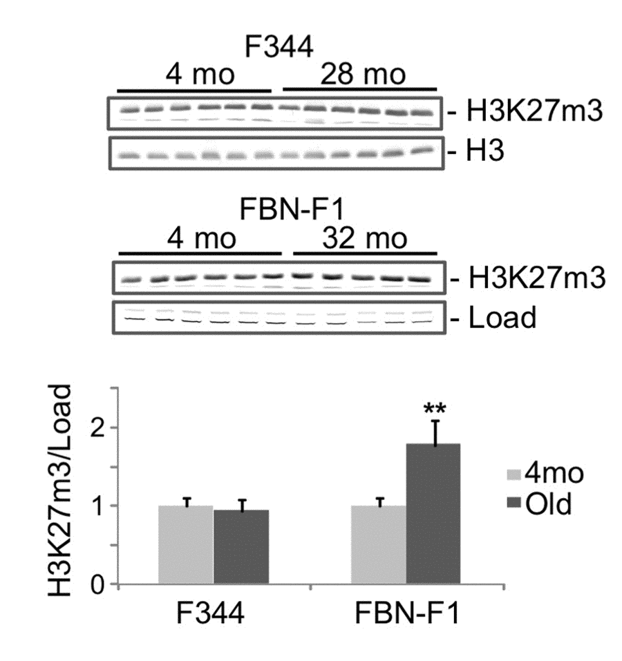 Western blot analysis of H3K27m3 levels in histones extracted from young and old kidneys. Upper panel, equal amounts of acid-extracted proteins from nuclear-enriched tissue fraction were subjected to SDS PAGE in 13% gels, transferred to PVDF membranes and stained with anti-H3K27m3 antibodies. Representative parts of ponseau-stained membranes are also shown (Load). Lower panel, results of densitometry analysis of bands shown in the upper panel. Y, young (4mo), O, old (28mo for F344, 32mo for FBN-F1). Signal intensities were normalized to load. Shown are mean values +SD, **p