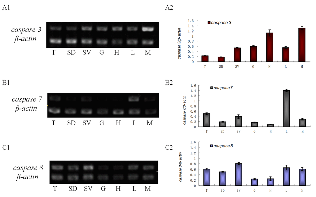 The transcriptional level of es-caspase 3/ es-caspase 7/ es-caspase 8 in different tissues. Seven tissues were dissected from E. sinensis: testis (T), seminiferous duct (SD), seminal vesicle (SV), gill (G), heart (H), hepatopancreas (L) and muscle (M). Histograms in the right were constructed from the agarose gel data in the left. (A1-A2) The semi-quantitative RT-PCR results of es-caspase 3. Higher es-caspase 3 was expressed in M and H. (B1-B2) The semi-quantitative RT-PCR results of es-caspase 7. Higher es-caspase 7 was expressed in L and T. (C1-C2) The semi-quantitative RT-PCR results of es-caspase 8. The reproductive system (T, SD and SV) showed higher expression of es-caspase 8. β-actin was used as the control. Data are the means of three independent experiments.