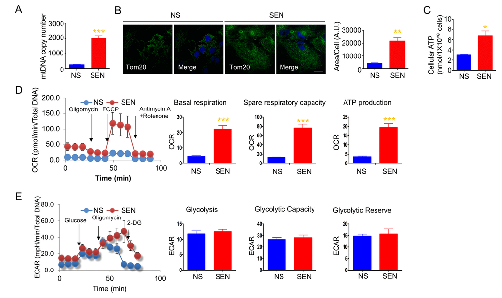 Mitochondria mass and energetics are altered during doxorubicin-induced senescence. (A) mitochondrial DNA (mtDNA) copy number in non-senescent (quiescent) and senescent cells. (B) Representative images of Tom20 (green; mitochondria) and Hoechst 33258 (blue; nucleus) immunostaining in non-senescent (quiescent) and senescent cells. Scale bar, 20 μm. The area of Tom20 staining per cells were measured using image J. (C) Cellular ATP levels in non-senescent (quiescent) and senescent cells. (D) Cellular oxygen consumption rate (OCR) in non-senescent and senescent cells. The basal respiration, spare respiratory capacity, and ATP production are calculated based on the sequential compound injection according to the manufacture’s instruction. (E) The extracellular acidification rate (ECAR) in non-senescent (quiescent) and senescent cells. Glycolysis, glycolytic capacity, and glycolytic reserve are calculated based on the sequential compound injection according to the manufacture’s instruction. Data are reported as mean ± SEM of three to eight independent experiments. Significant differences were determined by Student’s t-tests. *p