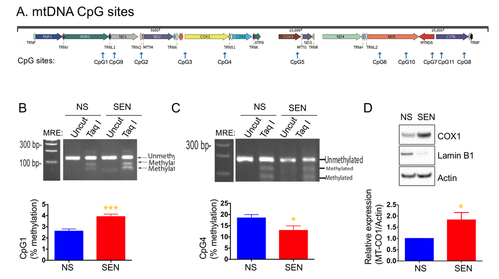 Mitochondria DNA methylation changes during doxorubicin-induced senescence. (A) Schematic diagram of mitochondrial genes and CpG sites in the mtDNA. Quantification and representative agarose gel images of mtDNA methylation levels at the site of (B) CpG1 and (C) CpG4. (D) Quantification and representative western blots of COX1 (MT-CO1) in non-senescent and senescent cells. Reduced lamin B1 was used as a senescence marker. Data are reported as mean ± SEM of three to four independent experiments. Significant differences were determined by Student’s t-tests. *p