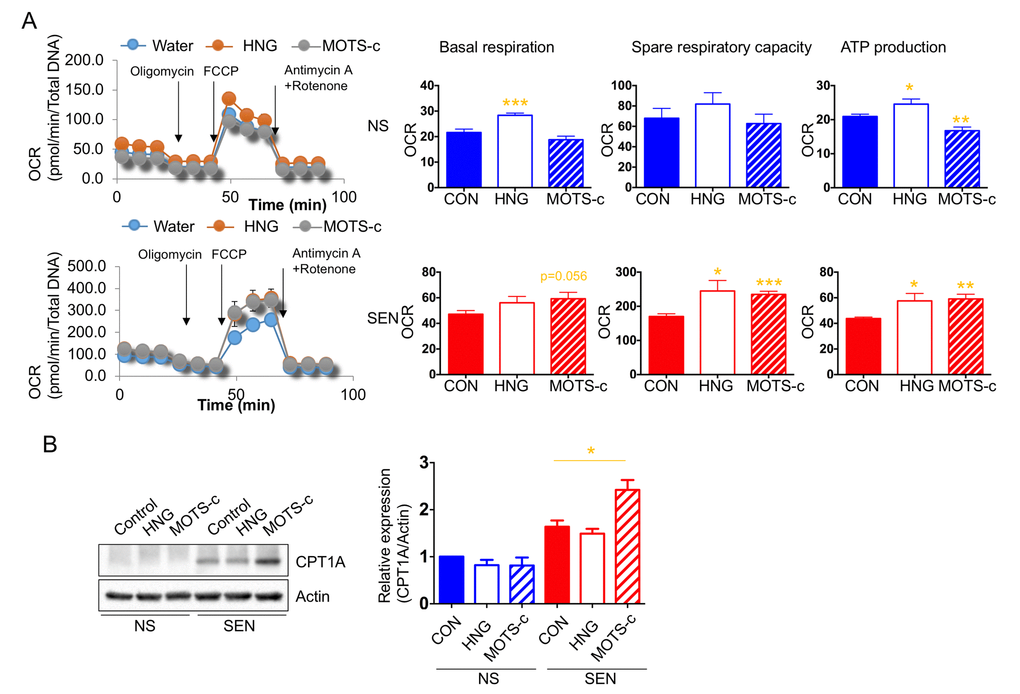 Humanin and MOTS-c modulate the mitochondrial respiration. (A) Cellular oxygen consumption rate (OCR; pmole/min/total DNA) in non-senescence (quiescent) and senescent cells in the absence or presence of either HNG (a potent analogue of humanin with a glycine substitution, S14G) or MOTS-c. The basal respiration, spare respiratory capacity, and ATP production are calculated based on the sequential compound injection according to the manufacture’s instruction. (B) Representative western blots of carnitine palmitoyltransferase I (CPT1A) in non-senescence and senescent cells in the absence or presence of either HNG (a potent analogue of humanin with a glycine substitution, S14G) or MOTS-c. Quantification of carnitine palmitoyltransferase I (CPT1A) expression. Data are reported as mean ± SEM of three independent experiments. Significant differences were determined with one-way ANOVA followed by Tukey’s post hoc test. *p