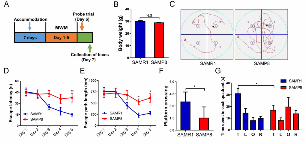 MWMT for SAMR1 and SAMP8 mice. (A) The schedule for MWMT and fecal sample collection. Seven days after accommodation, SAMR1 and SAMP8 mice were scheduled for MWMT and probe trial on days 1–6. On day 7, fecal samples were collected for 16S rRNA gene sequencing and fecal bacteria transplant. (B) Body weight (T-test, P > 0.05). (C) The trace graph of SAMR1 and SAMP8 mice in MWMT. (D) Escape latency (two-way ANOVA; Time: F4,20 = 6.062, P 1,5 = 8.802, P 4,20 = 3.476, P E) Escape path length (two-way ANOVA. Time: F4,20 = 11.32, P 1,5 = 4.834, P = 0.0792; Interaction: F4,20 = 3.271, P F) Platform crossing (t-test, P G) Time spent in each quadrant (t-test, P P P 