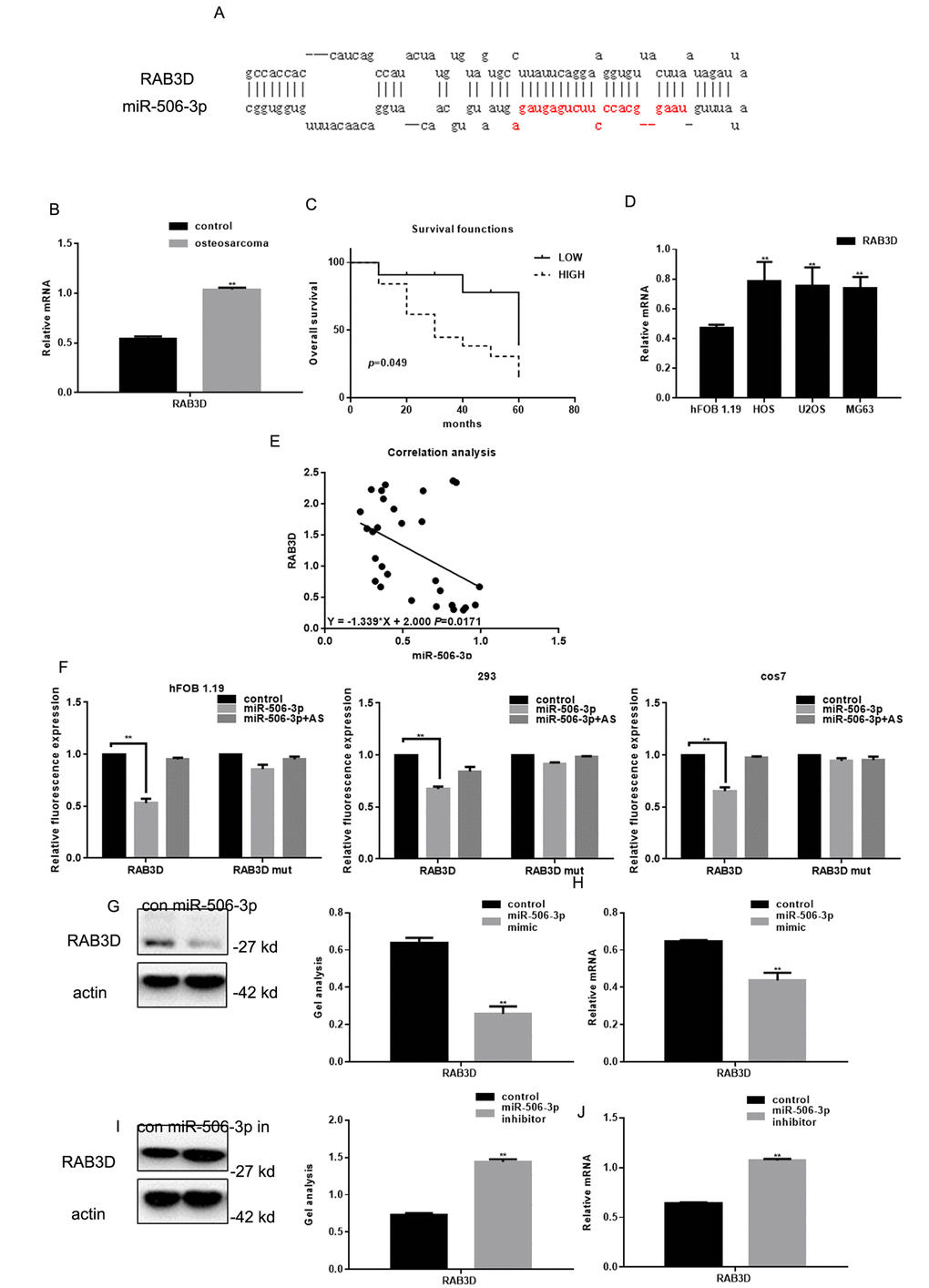 RAB3D is a direct target of miR-506-3p in osteosarcoma. (A) miRDB predicted miR-506-3p specifically combines with RAB3D. (B) Expression of RAB3D mRNA in osteosarcoma and adjacent normal tissues detected using real-time PCR. Data are shown as the mean ± SEM. ** PC) Relationship between RAB3D and survival in osteosarcoma patients. (D) Expressions of RAB3D in hFOB 1.19, HOS, U2OS, and MG63 cells detected using real time PCR. ** PE) Correlation between expression levels of miR-506-3p and RAB3D in osteosarcoma. (F) Interaction between miR-506-3p and the RAB3D 3’-UTR tested in luciferase reporter assays. Data are shown as the mean ± SEM. **PG-J) Western blot and real time PCR analyses showing that when miR-506-3p is overexpression/repressed the expression of RAB3D was down/upregulated. Data are shown as mean ± SEM. ** P