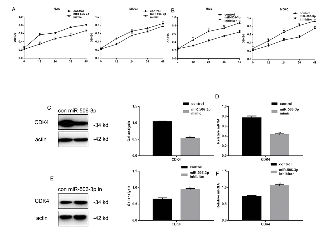 MiR-506-3p inhibited proliferation of osteosarcoma cells. (A, B) MTT assay showing effect of transfecting miR-506-3p mimic/inhibitor on HOS and MG63 cell proliferation. Data are shown as the mean ± SEM. ** PC-F) Western blot and real-time PCR analyses showing the effect of osteosarcoma cell transfection with miR-506-3p mimic/inhibitor expression of CDK4. Data are shown as mean ± SEM. ** P