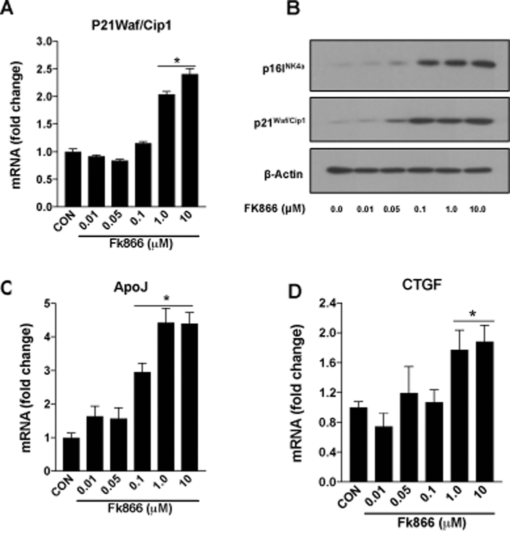 FK866 treatments induce changes in the markers of senescence in human retinal pigment epithelial cells. Human retinal pigment epithelial cells (ARPE-19) were treated with different doses (0.01-10μM) of FK866 and changes in the expression of various senescence markers were evaluated by qPCR and western blotting. Dose-dependent changes in (A) p21Waf/Cip1 mRNA, (B) p16INK4a and p21Waf/Cip1 protein and, (C-D) CTGF and ApoJ mRNA levels are shown. A representative western blot image from three replicates is shown. mRNA expression of genes were normalized to 18s expression. Data are presented as mean ± S.E.M for n=3 independent experiments. *p