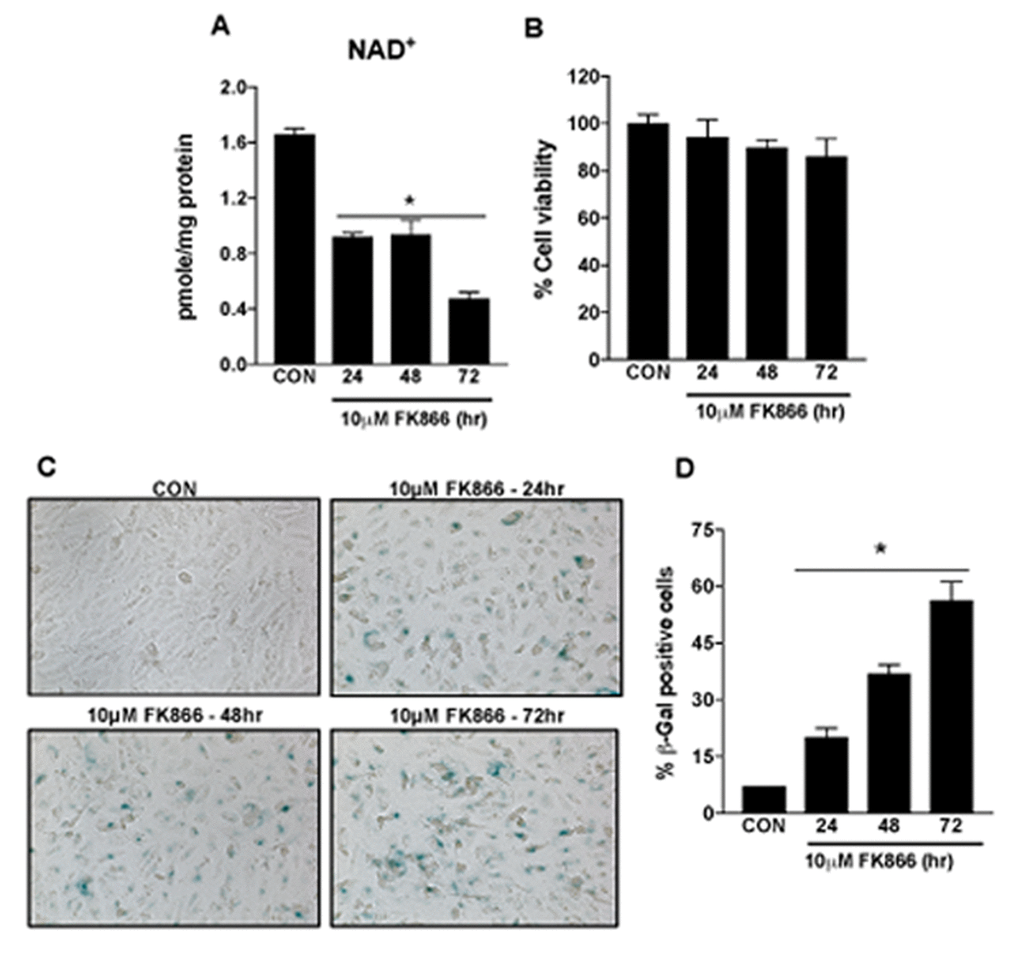 Time-dependent decline in NAD+ content and induction of senescence in human retinal pigment epithelial cells treated with FK866. Human retinal pigment epithelial cells (ARPE-19) were treated with 10μM FK866 for 24, 48 and 72 hr. Time-dependent changes in (A) NAD+ content (B) cell viability and (C-D) senescence of FK866 treated human RPE cells were evaluated. Data are presented as mean ± S.E.M for n=3 independent experiments. *p