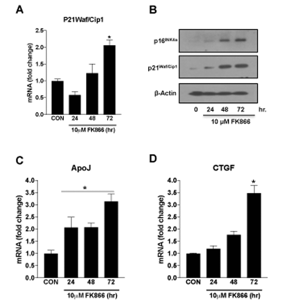 Time-dependent changes in the markers of senescence in human retinal pigment epithelial cells treated with FK866. Human retinal pigment epithelial cells (ARPE-19) were treated with 10μM FK866 for 24, 48 and 72 hr. and changes in the expression of various senescence markers was evaluated by qPCR and western blotting. Time-dependent changes in (A) p21Waf/Cip1 mRNA, (B) p16INK4a and p21Waf/Cip1 protein and, (C-D) CTGF and ApoJ mRNA levels are shown. A representative western blot image from three replicates is shown. mRNA expression of genes were normalized to 18s expression. Data are presented as mean ± S.E.M for n=3 independent experiments. *p