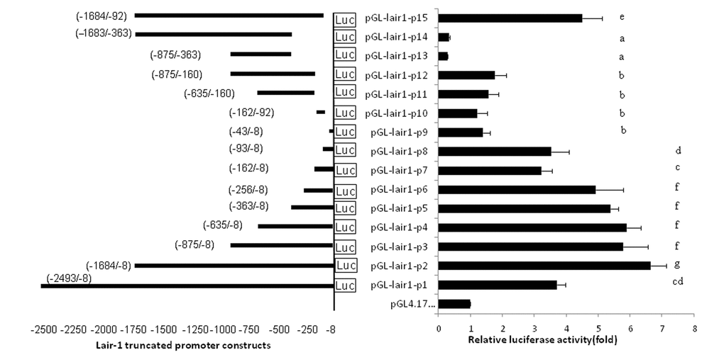 The location and relative luciferase activities of LAIR-1 truncated promoter constructs. The LAIR-1 gene promoter region and its 15 truncated constructs are presented on the left. The nucleotide positions of each DNA fragment in the constructs are indicated by numbers; the translational start site (TSS) is defined as the +1 position. Relative luciferase activities in HEK293T cells transfected with each truncated construct are presented on the right. Luciferase activities were measured at 48 h after transfection. The results are the mean ± standard deviation of triplicate transfections and are expressed in arbitrary units based on the fireﬂy luciferase activity normalized against the Renilla luciferase activity. The bars present as the mean ± standard deviation of three independent transfection experiments (a, b, c, d, e, f and g indicate significant differences in groups identified with 1-way ANOVA,p