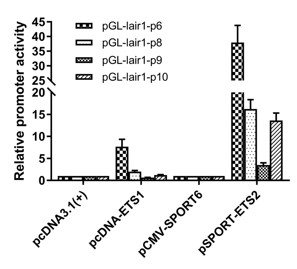 Regulation of the LAIR-1 basic promoter by ETS-1 and ETS-2. Expression vector of ETS-1 (pcDNA-ETS1) or ETS-2 (pSPORT-ETS2) was co-transfected into HEK297T cells with pGL-lair1-p6 (-256/-8), pGL-lair1-p8 (-93/-8), pGL-lair1-p9 (-43/-8), or pGL-lair1-p10 (-162/-92). Luciferase activities were measured at 48 h after transfection. The bars represent the mean ± standard deviation of three independent transfection experiments.