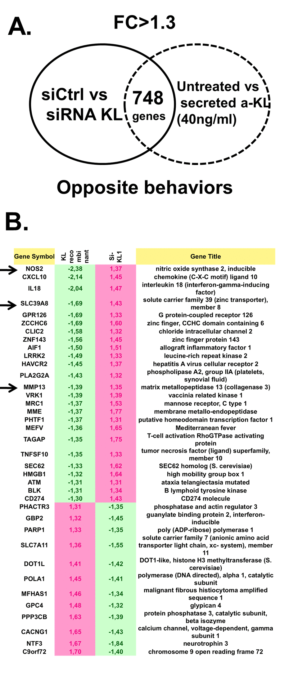 Identification of genes regulated by secreted α-Klotho in human chondrocytes. (A) Genome-wide microarray analysis of human primary chondrocytes incubated or not with recombinant secreted α-KL or after siRNA-mediated α-KL silencing identified 748 genes with opposite behavior in these two experimental conditions. FC, fold change. (B) List of the 38 genes (among the common 748 differentially expressed genes) that are involved in osteoarticular diseases according to the Ingenuity® software.