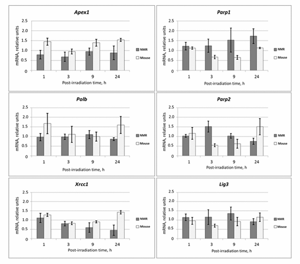 Time dependent levels of mRNA encoding BER proteins in NMR and mouse cells after UVC-light irradiation. The data are the mean of three independent experiments made in triplicates ±SD. For each gene the level of its expression in UVC-irradiated cells was normalized to that of non-irradiated cells. Three housekeeping genes: Tubb, Actb and Gapdh were used as a reference.