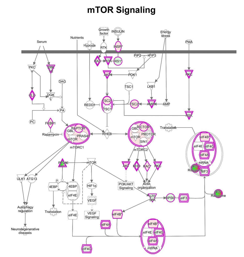 IPA analysis: Schematic representation of mTOR pathway. IPA analysis revealed changes in the expression of proteins involved in mTOR signaling after MGT treatment for 48 hours. In this map, the 40S ribosome was indicated as dramatically down-regulated (intense green color), suggesting likely inhibition of protein translation.
