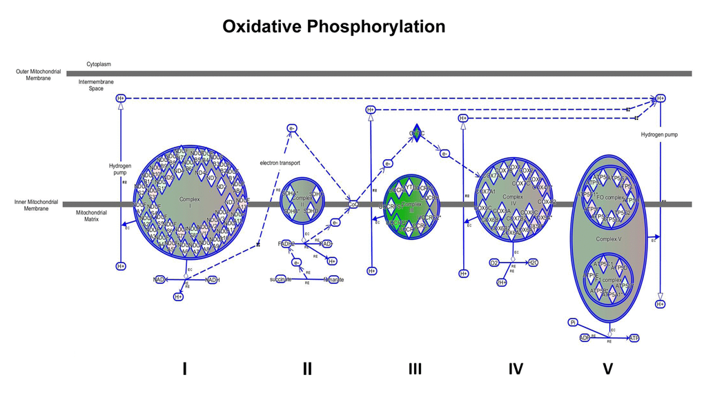 Impairment of mitochondrial functions uncovered by IPA analysis. Depicted is the map of oxidative phosphorylation. All the mitochondrial complexes are affected by the treatment, particularly complex III is dramatically down-regulated, as indicated by the intense green colour. 