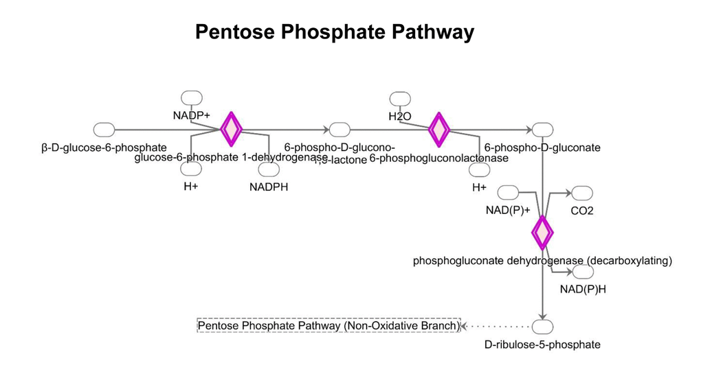 Changes in the expression of proteins implicated in the pentose phosphate pathway. MGT treatment up-regulates the expression of proteins involved in the PPP pathway (red color).
