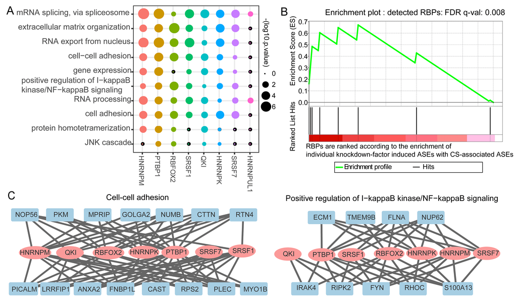 Validation of identified potential splicing regulatory roles of RNA binding proteins’ (RBPs) in cellular senescence (CS)-associated splicing events and their regulatory modules. (A) GO enrichment result of the identified candidate regulatory RBPs’ targeting genes. The size of the dot represents the log10 the enrichment p-values. (B) Gene set enrichment analysis (GSEA) plot for the detected eight splicing RBPs and the pre-ranked RBPs. The Y-axis gives the enrichment score for the enrichment of single factor knockdown-induced ASEs with CS-associated ASEs in the top panel. The X-axis refers to the rank of collected RBPs according to the enrichment. Each vertical line in the bottom panel of the ﬁgure refers to hit position of the eight splicing RBPs in the ranked list. HNRNPK, SRSF1 and QKI were identified as the top three enriched RBPs. (C) NF-kappa B signaling (left) and cell-cell adhesion (right) pathways intensively regulated by the CS-associated RBPs.