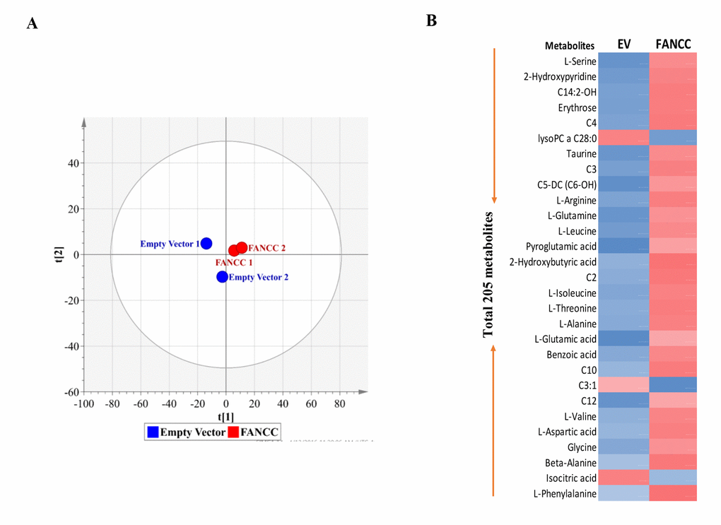 Metabolically profiling of FANCC-high or low cells. (A)OPLS-DA score plots of metabolic profiles were derived from the data of GC-TOMS, which were generated from FANCC-high or low cells. (B)The heat-map for the intensity variations of the total metabolites identified with GC-TOFMS and UPLC-MS/MS. Blue or red color indicates reduced or elevated levels of the metabolites respectively in FANCC-high cells compared to FANCC-low cells.