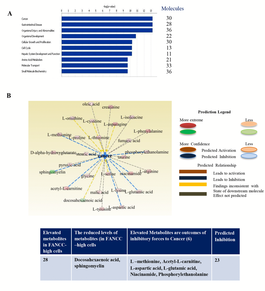 Metabolic functions and integrative molecular modeling for different diseases. (A) Top networks of metabolite markers, associated with molecular and cellular functions, were determined to be readouts of reduced cell signaling processes that are essentially to cancer and many specific disorders (gastrointestinal disease, organismal injury and abnormalities and others). (B) Altered metabolites were associated with cancer in FANCC-high cells in comparison with FANCC-low cells. The pink color-indicated metabolites (L-methionine, sphingomyelin, acetyl-L-carnitine, L-aspartic acid, L-glutamic acid, niacinamide and phosphorylethanolamine) were found to be elevated, which were the products of cancer inhibitory processes. Two metabolites labeled with green color were found to be lower, which were the end chemical substances of cancer promoting cellular processes. As summarized in the table shown at the bottom, 28 out of 30 metabolites were elevated in FANCC-high cells, and two were present at a lower level. Among 28 metabolites, 7 metabolites were known to be the readouts of cancer inhibitory cellular processes, and the rest of 23 were predicted to be in the inhibitory processes to cancer.