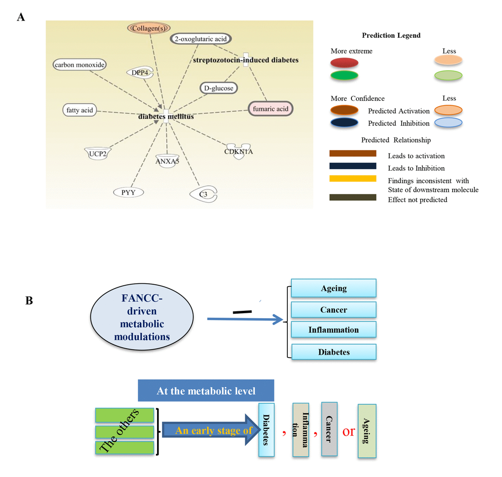 Metabolites associated with diabetes. (A) Metabolites such as collagen, 2-oxoglutaric acid, D-glucose, fumaric acid, C3, CDKN1A, ANXA5, PYY, UCP2, fatty acid and carbon monoxide were found either elevated or reduced, which are accordingly for DM-inhibitory or–promoting cellular activities (Collagens and fumaric acid were elevated). (B) The schematic representation of FANCC working model. FANCC-driven metabolic modulations are the common protection for humans from cancer, aging, inflammation and DM. Each of these diseases, before the occurrence of its “symptoms”, can be designated by some common metabolic alternations, appearing to be an initial stage of the subject disease. At this phase of common changes, a given “disease or symptom” may be reversible before its onset.