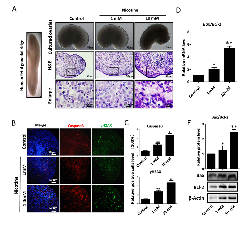 Dose-dependent nicotine induction of apoptosis in fetal ovaries cultured for 4 days. (A) Ovaries cultured without (control) and with 1 mM or 10 mM nicotine; note altered ovary morphology at 10mM nicotine and representative H&E histological sections of the ovaries; (B) IF for Caspase3 and ɤH2AX in tissue sections of ovaries cultured without (control) and with 1mM or 10mM nicotine; (C) Relative percentage of Caspase3 and ɤH2AX positive cells in ovaries cultured without (control) and with 1mM or 10mM nicotine; (D) Bax/Bcl2 mRNA ratio in samples extracts from ovaries cultured without (control) and with 1mM or 10mM nicotine. The expression level was normalized to that of Gapdh. (E) Increased BAX/BCL2 protein ratio in nicotine exposed ovaries in comparison with control. All experiments were repeated at least three times. Changes are presented as mean ± SD. (*) and (**) indicate significant (P 